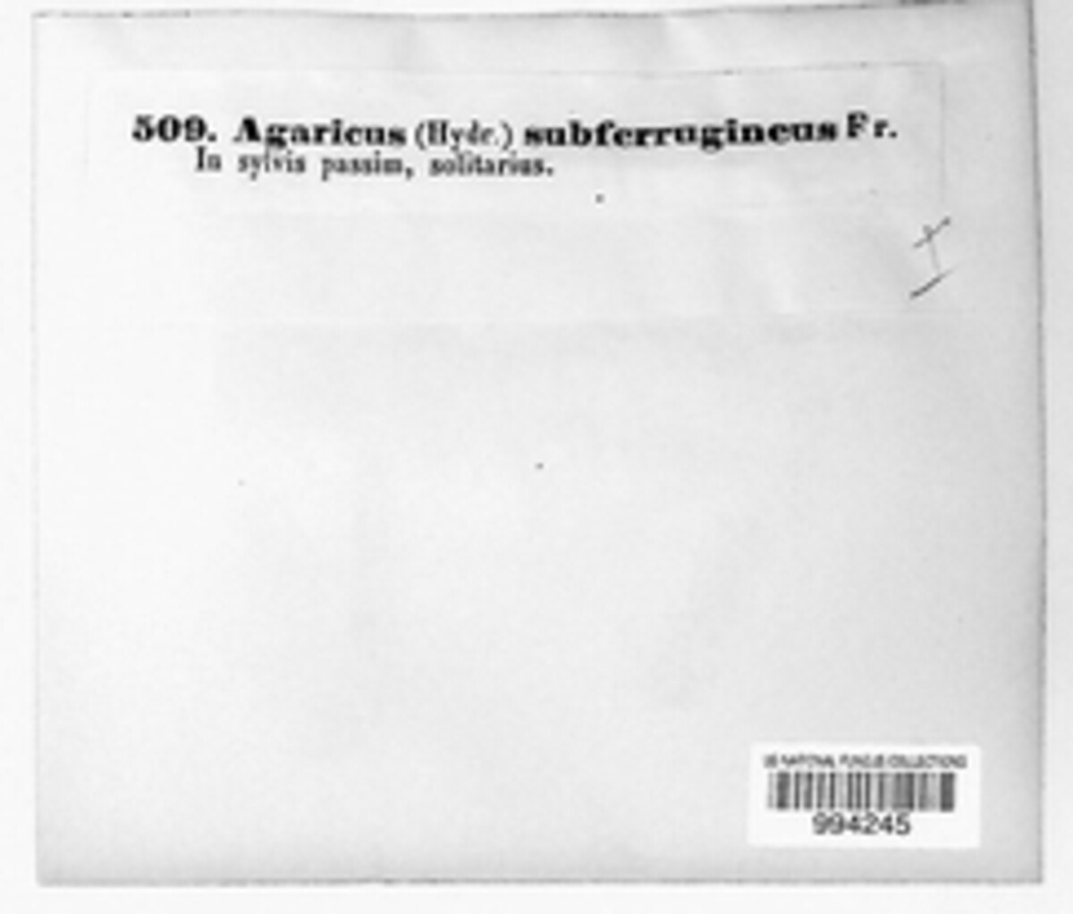 Agaricus subferrugineus image
